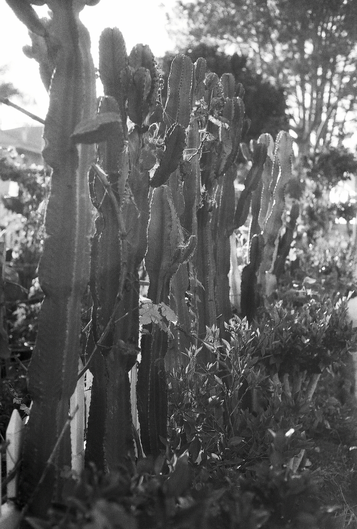 Black and White Film Photograph of Cacti in Encinitas California